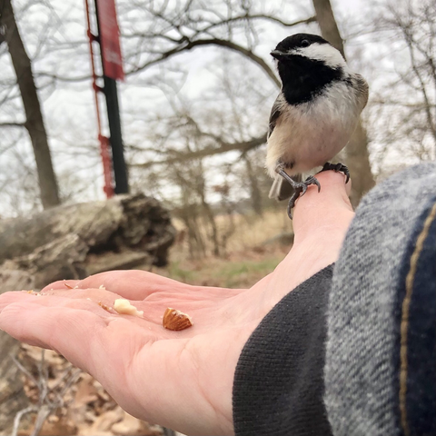 Photo of chickadee by Jan Arzooman