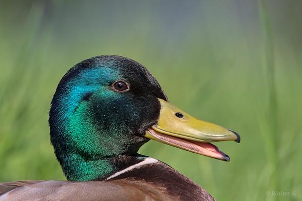 Side portrait of a duck with a blue-green head and a slightly open yellow beak.