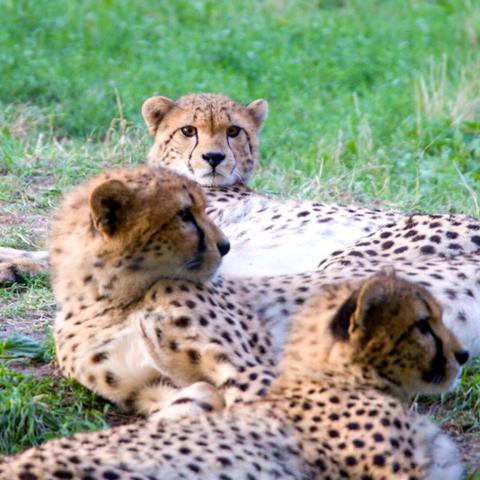 Drei Geparde liegen in einer Wiese. Einer davin, der hinterste, sieht uns an.