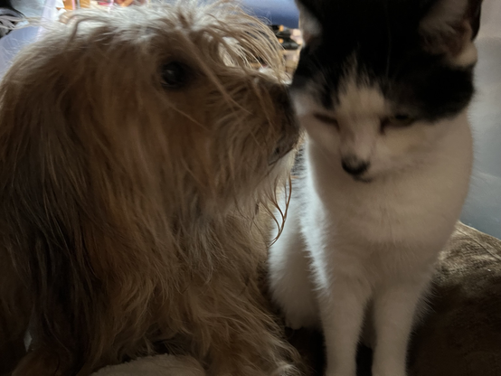 Aubrey the sheepdog nuzzling Bulldog the cat in the ear as they share a bed under the desk