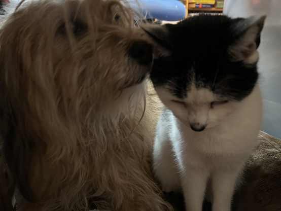 Aubrey the sheepdog nuzzling Bulldog the cat in the ear as they share a bed under the desk