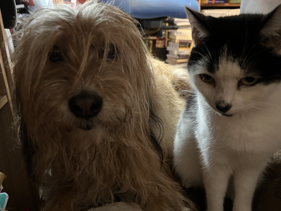 Aubrey the sheepdog in the left and Bulldog the cat on the right