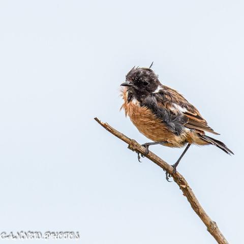 Stonechat on a branch