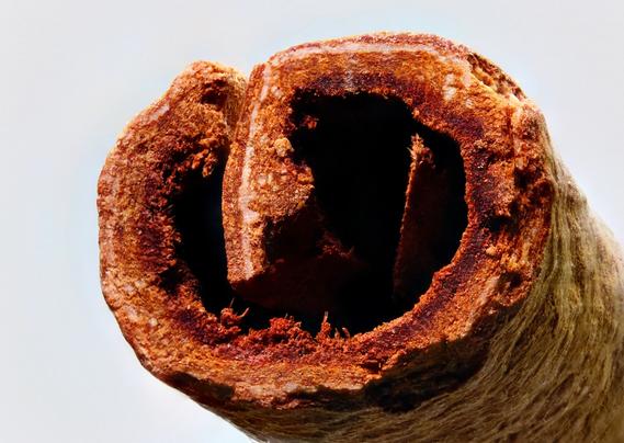 Cinnamon Stick - 1.57x Magnification