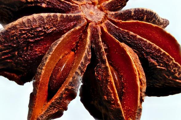 Star Anise - 1.57x Magnification