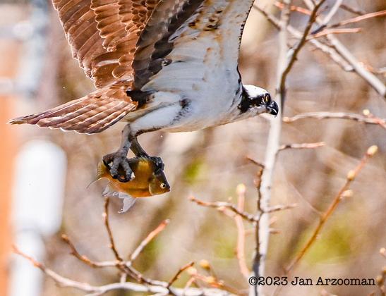 Photo of osprey with fish by Jan Arzooman
