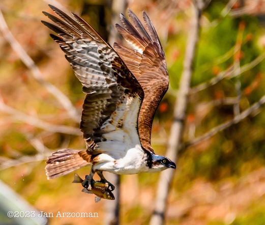 Photo of osprey with fish by Jan Arzooman