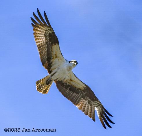 Photo of osprey in flight by Jan Arzooman