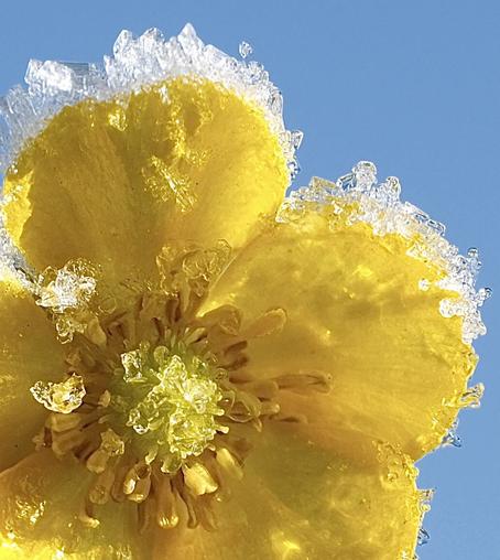 eine gelbe Blüte vom Hahnenfuß mit Reif an den Rändern und in der Mitte