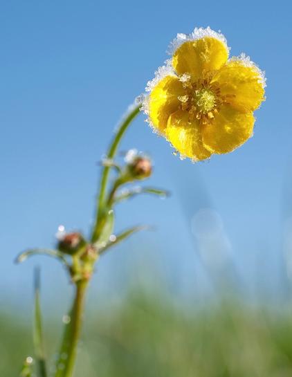eine gelbe Blüte vom Hahnenfuß mit Reif an den Rändern und in der Mitte