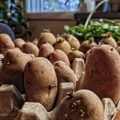 Potatis med groddar i äggkartong.