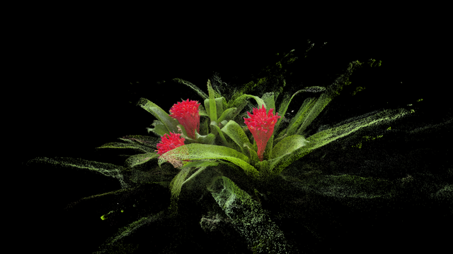 Point cloud rendering of three pink bromeliad flowers in their green leaves