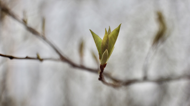 Great leads slowly growing out from spring buds, background is out of focus and blurry.