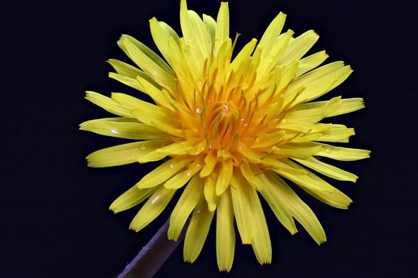 Dandelion 21mm Extension tube
1.23x Magnification