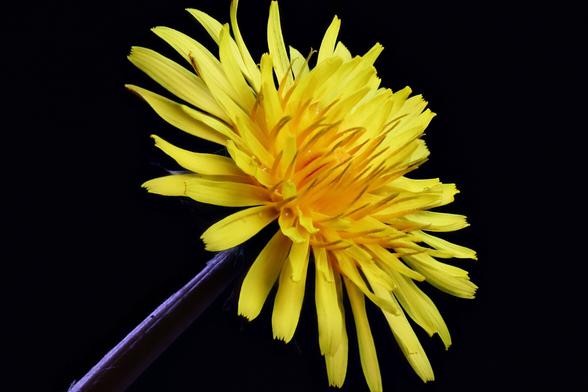 Dandelion 21mm Extension tube
1.23x Magnification