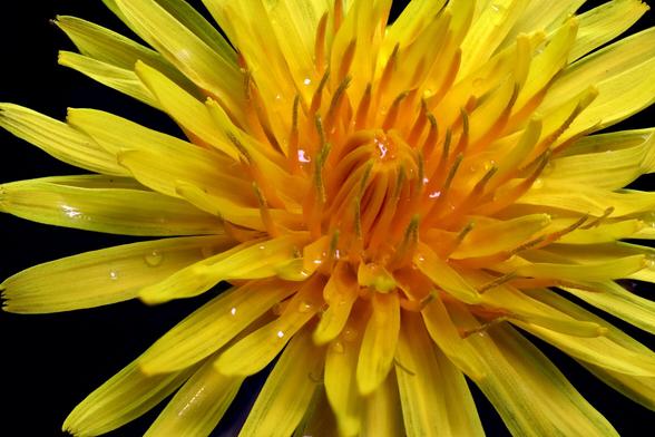 Dandelion 34mm Extension tube
1.38x Magnification