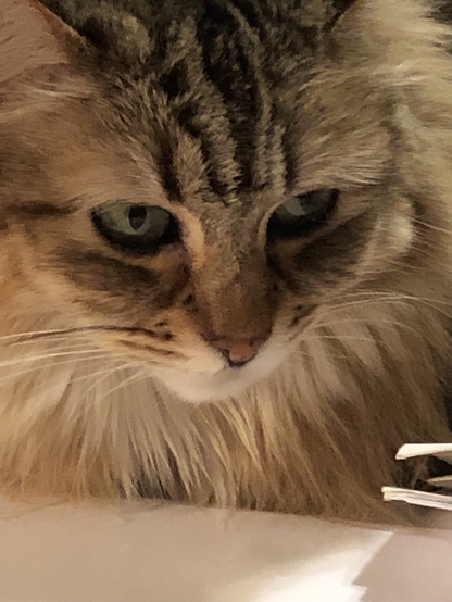 Face of a fluffy cat with green eyes