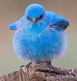Fluffy round blue bird.