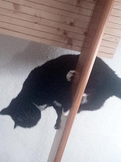 Black and white cat about to jump down on hapless human from rail above bed!