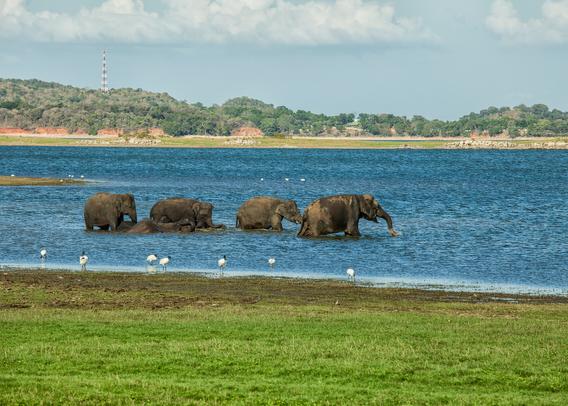 A group of five Indian elephants taking a bath in a river in Sri Lanka