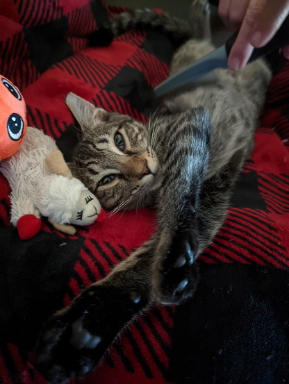 Brushy time