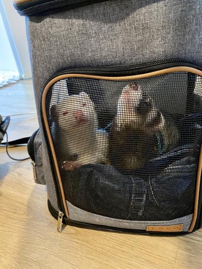 Zwei Frettchen liegen in einer Transporttasche und schauen verschlafen.