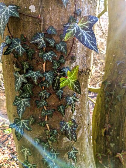 Photo of a tree stem with a leafy plant climbing up it. The climbing plan has many dark green leaves with white "veins".