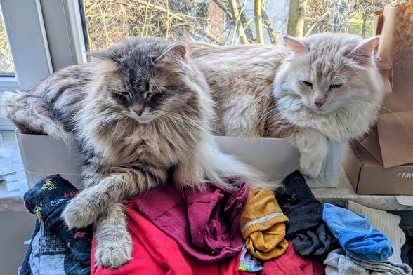 Two cats in an IKEA foldable box, next to the box stacks of folded laundry.