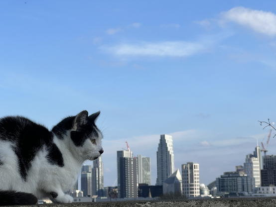 Bulldog the cat sitting on a wall with City of London skyline jn background creating illusion that he is a giant cat in the City of London