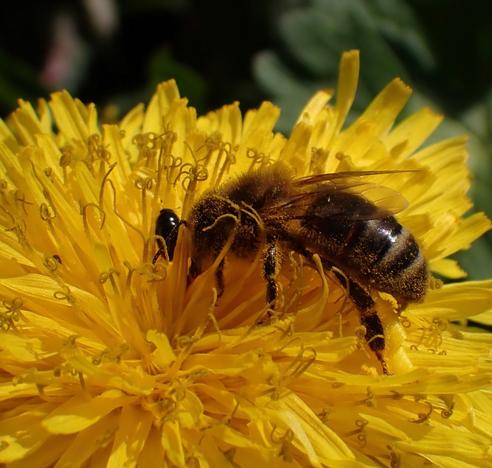 Something black and shiny near the head of a honeybee looks like its eye, aided by the yellow petals of the dandelion flower the bee is half sank in. It’s a tiny beetle.