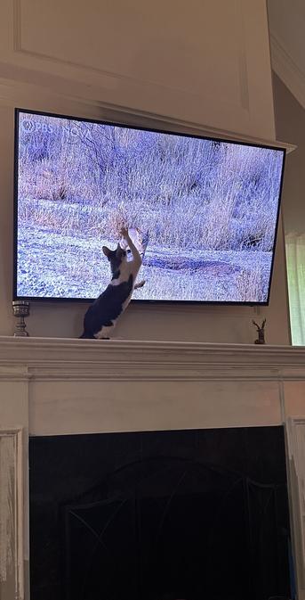 Black & white Cornish Rex touching a cat on TV while standing on Mantel.