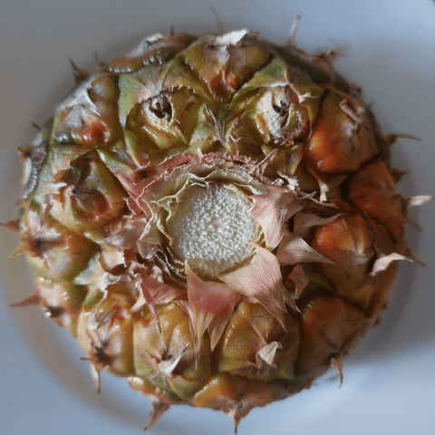 The original photo of a pineapple bottom