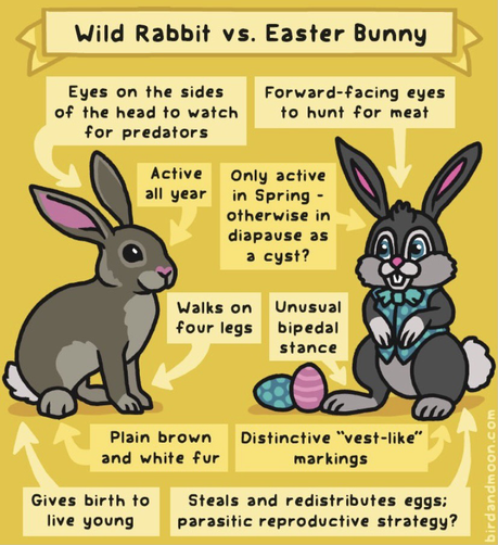 A chart comparing mild-mannered wild bunnies to the scary features of the Easter Bunny.