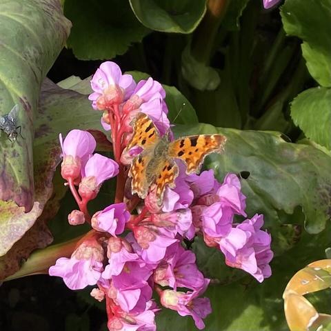 comma butterfly- orange brown mottled wings - feeding on pink flowers