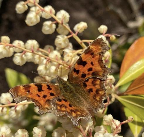 comma butterfly open winged feeding on tiny white bulbous flowers. Wings are mottled brown /orange with lower edge comma-shaped