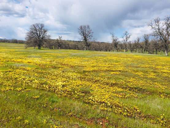 A riot of wildflowers in a meadow in early April, BLM land, Northern California