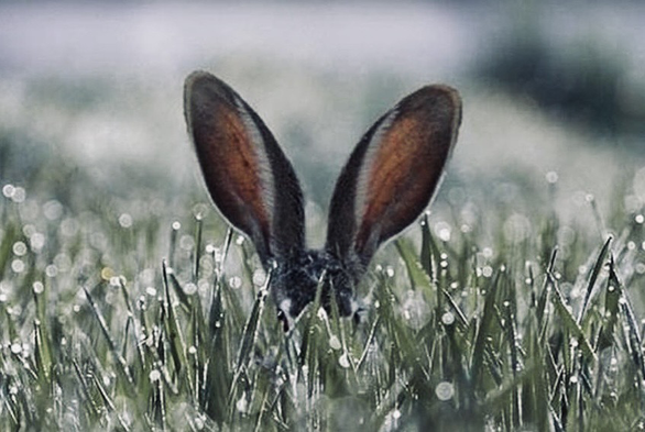 Grey (Easter) bunny, with only their ears & top of head showing, from grass that is topped with rain drops