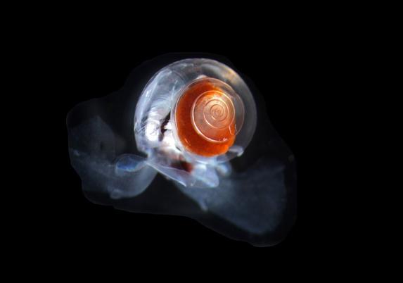 A marine snail with a translucent shell
