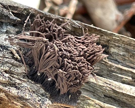 Looks like fluffy brown hot dogs on a stick.