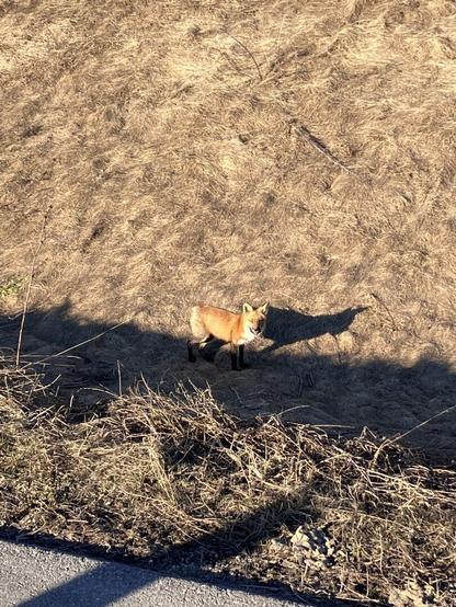 A red fox trotting by the multi use pathway in the grassy ditch. The fox has a white chest and black stockings. The fox is looking directly at the camera. The fox is walking along the edge of the shadow created by the embankment. The fox's shadow is cast on the golden grassy hill behind