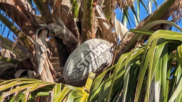 close-up of Steeden baseball on a palmtree