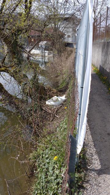Fluss, sehr kurze, steile Böschung, schmaler Radweg, Mauer. An der Böschung ein schräg übers Wasser wachsender Baum. Auf dessen Wurzeln ein Schwanennest. Zum Schutz des Nestes steht zwischen dem keinen halben Meter davon entfernt vorbeigehenden Radweg und dem Nest ein Bauzaun mit undurchsichtiger, weißer Folie als Sichtschutz.