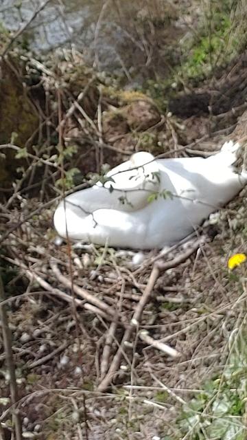 Herangezoomt an das Schwanenest aus dem vorherigen Bild. Man sieht einen Schwan mit dem Kopf auf den Rücken gelegt.
