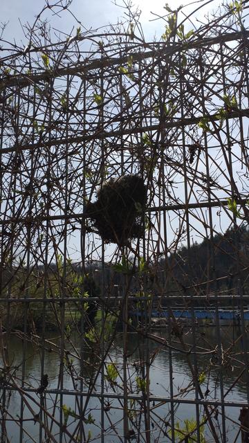 Ein Vogelnest in einem bereits gut bewachsenen Bauzaun. Durch den Zaun sieht man einen Fluss, ein Stauwehr, einen bewaldeten Hang und einen etwas dunstigen Himmel.