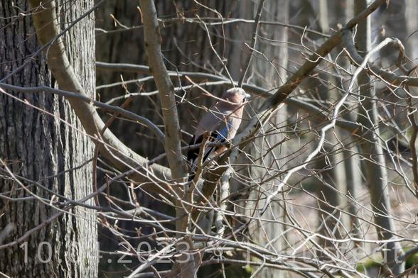 Ein Eichelhäher (ein Rabenvogel) sitzt in einer noch kahlen Rotbuche, sein gesicht ist von der Sonne erhellt