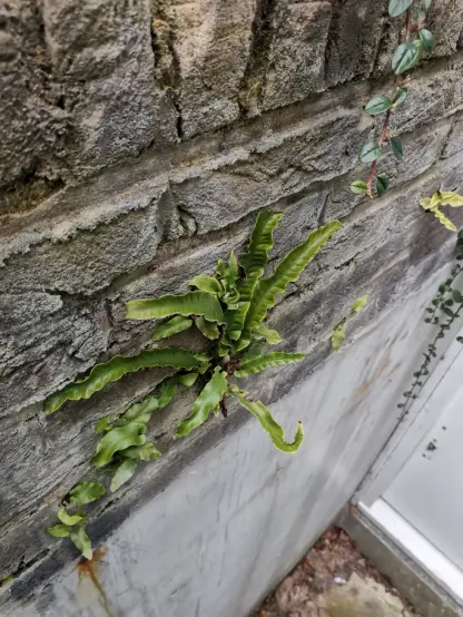 Op een oude verweerde muur groeit de tongvaren. De langgerekte groene bladeren wijzen naar alle kanten. De randen van het blad zijn gaaf, en de structuur van het blad is af en toe wat golvend.