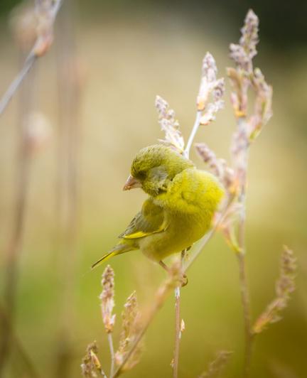 DE: Auf einem dünnen Ast einer Felsenbirne blickt ein Grünfink über seinen Rücken hinunter zu einem (nicht sichtbaren) Artgenossen. Krümel seiner letzten Mahlzeit (Vogelfutter) kleben ihm am Schnabel.

DE: On a thin branch of a weeping pear, a greenfinch looks down over its back to a (not visible) conspecific. Crumbs from his last meal (birdseed) are stuck to his beak.