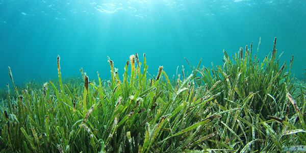 Underwater meadow of seagrass, with blue water above