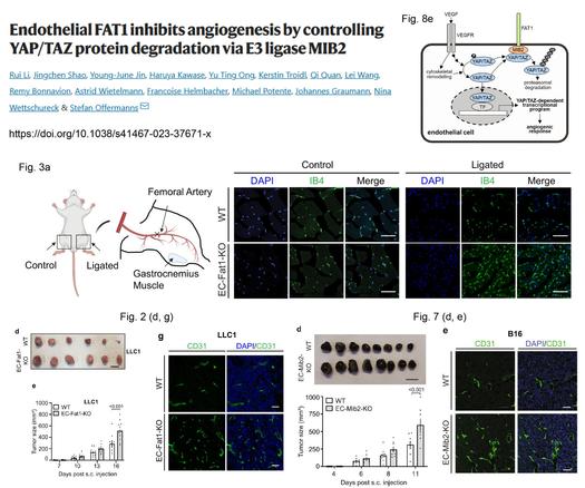 Summary Figure for the paper 
Endothelial FAT1 inhibits angiogenesis by controlling YAP/TAZ protein degradation via E3 ligase MIB2 
https://doi.org/10.1038/s41467-023-37671-x
Showing in vivo data from Fat1-cKo and MIB2-Ko illustrating the enhanced hypoxia-induced angiogenesis and tumor angiogenesis resulting from loss of FAT1 or MIB2, and a summary slide illustrating the mechanism by which Fat1 recruits MIB2 to Ubiquitinate YAP/TAZ, thus tagging them for degradation.