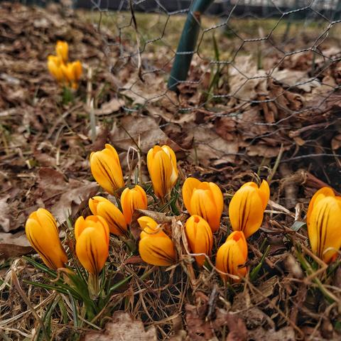 Krokus.